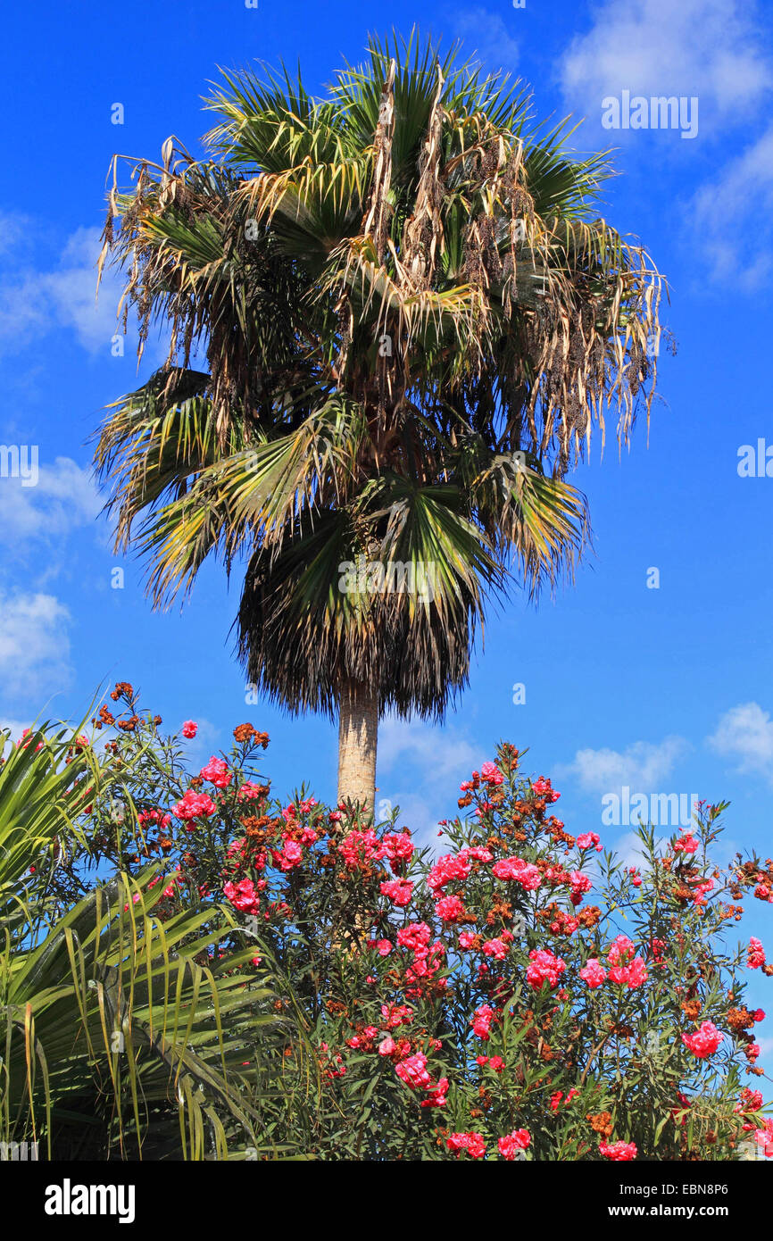 Petticoat Palm (Washingtonia filifera), e oleandri, isole canarie Gran Canaria Foto Stock