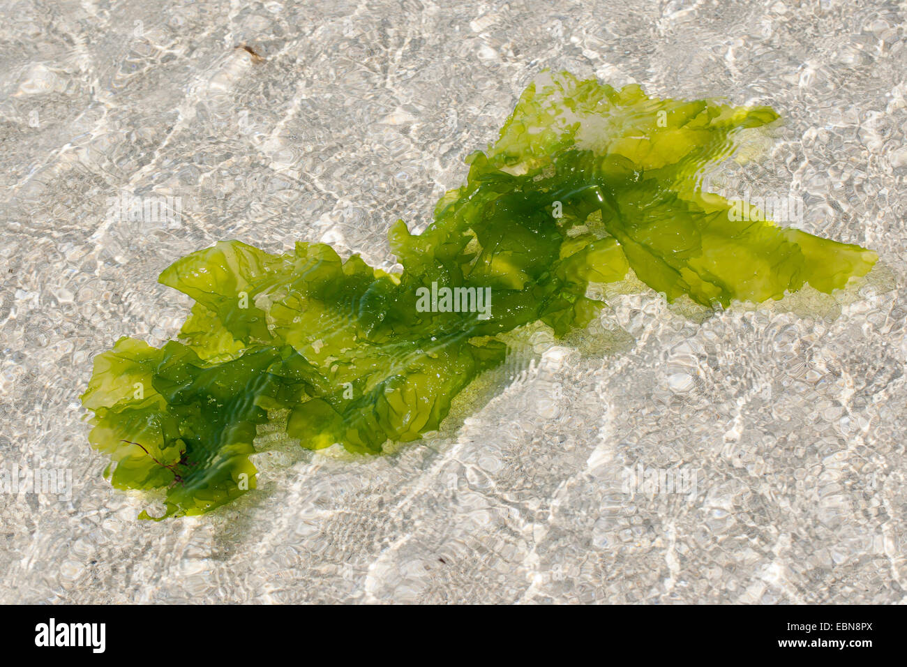 Lattuga di mare (Ulva lactuca), deriva in acqua di mare, Germania Foto Stock