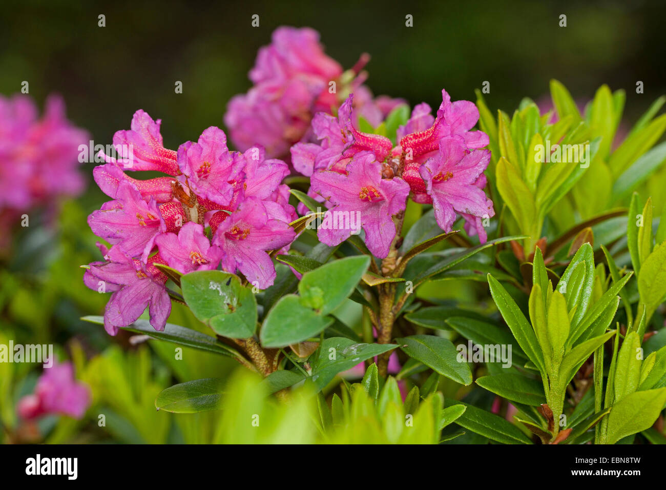 Ruggine-lasciava alpine rose (Rhododendron ferrugineum), fioritura Foto Stock