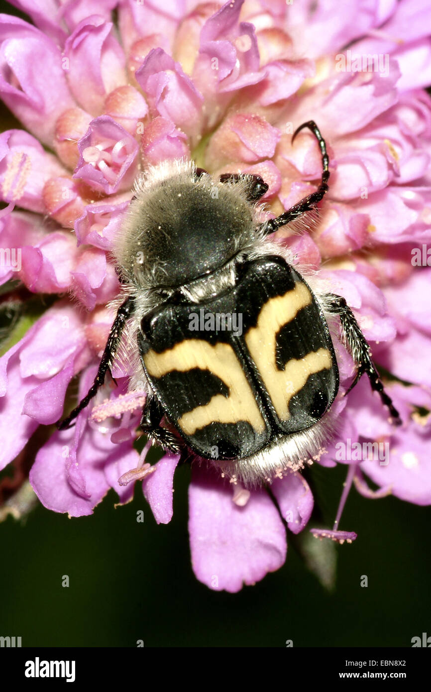 Bee chafer, bee beetle (Trichius fasciatus), su un fiore, Italia Foto Stock