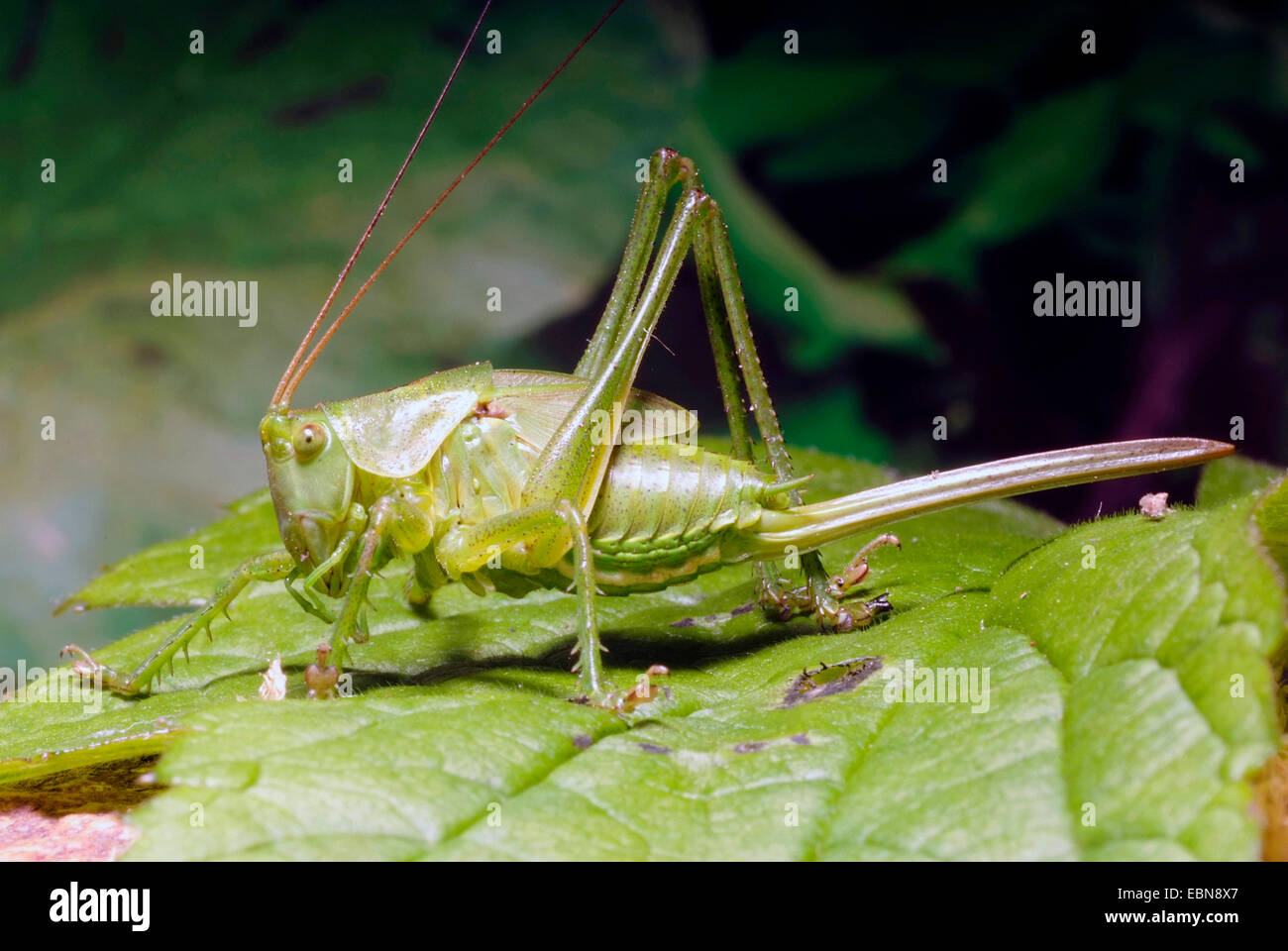 Grande bushcricket verde (Tettigonia viridissima), seduta su una foglia, Germania Foto Stock