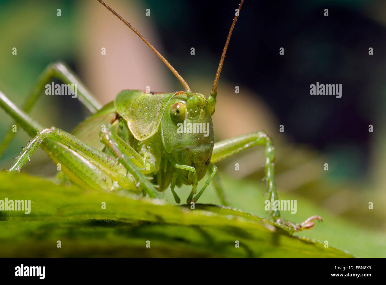 Grande bushcricket verde (Tettigonia viridissima), seduta su una foglia, Germania Foto Stock