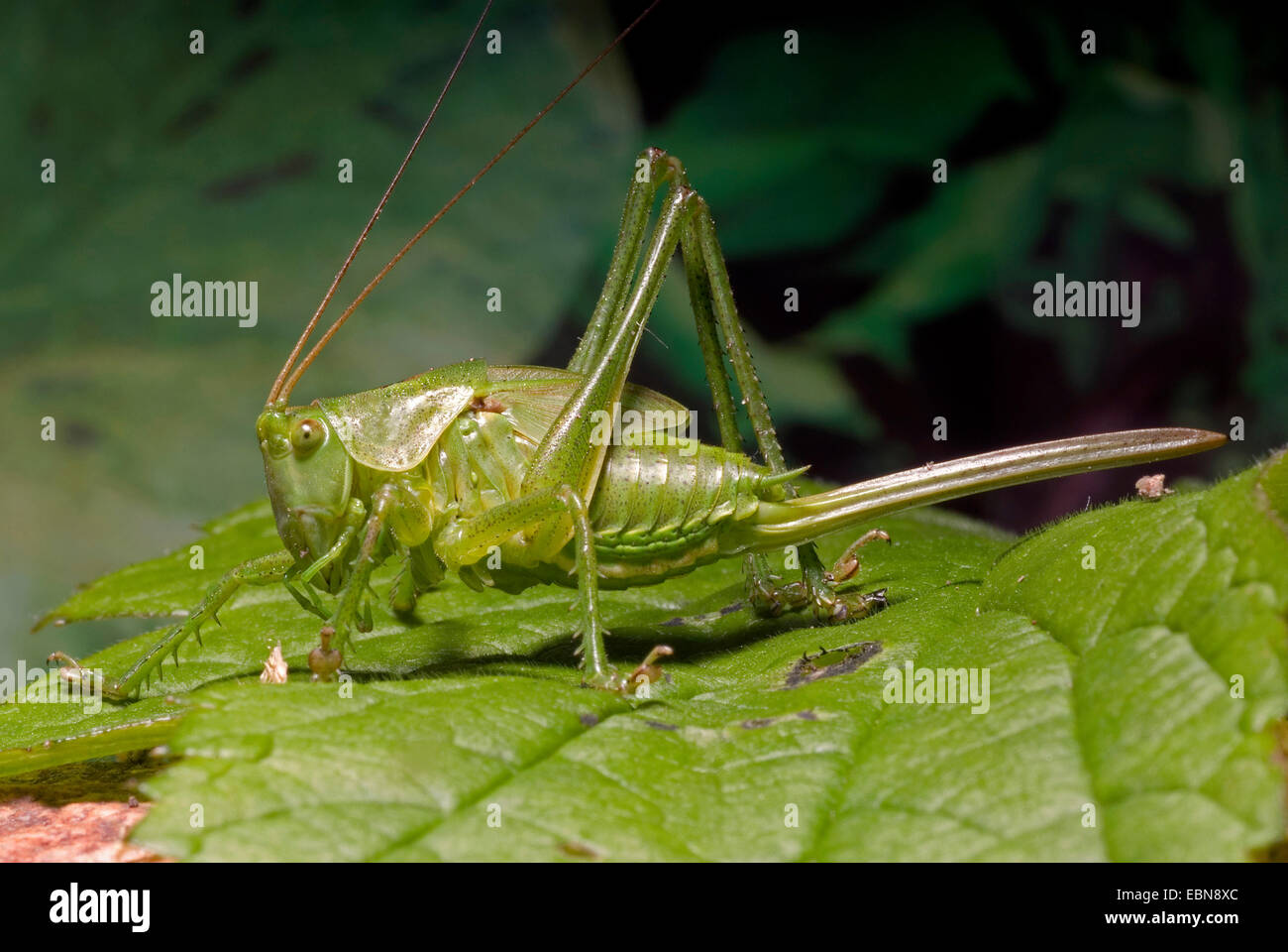 Grande bushcricket verde (Tettigonia viridissima), seduta su una foglia, Germania Foto Stock