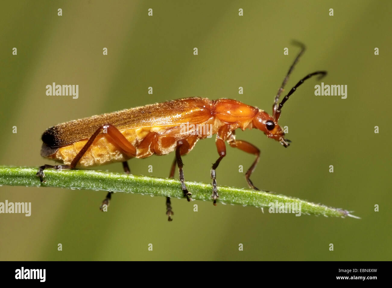 Scarabeo soldato rosso comune scarabeo succhiacchiante di sangue scarabeo bonking hogweed (Rhagonycha fulva), vista laterale, Germania Foto Stock