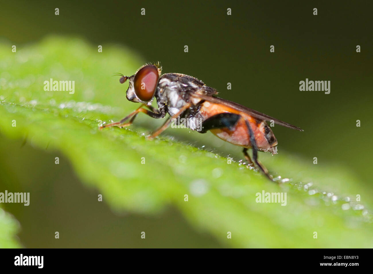 Hoverfly (Tropidia scita), seduta su una foglia, Germania Foto Stock