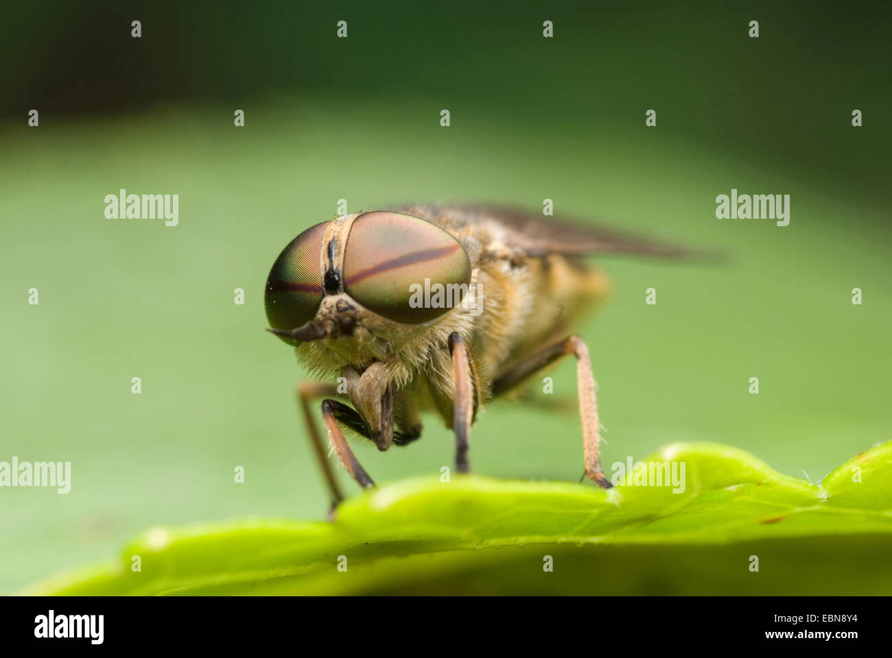 Band-eyed Horsefly marrone (Tabanus bromius), seduta su una foglia, Germania Foto Stock