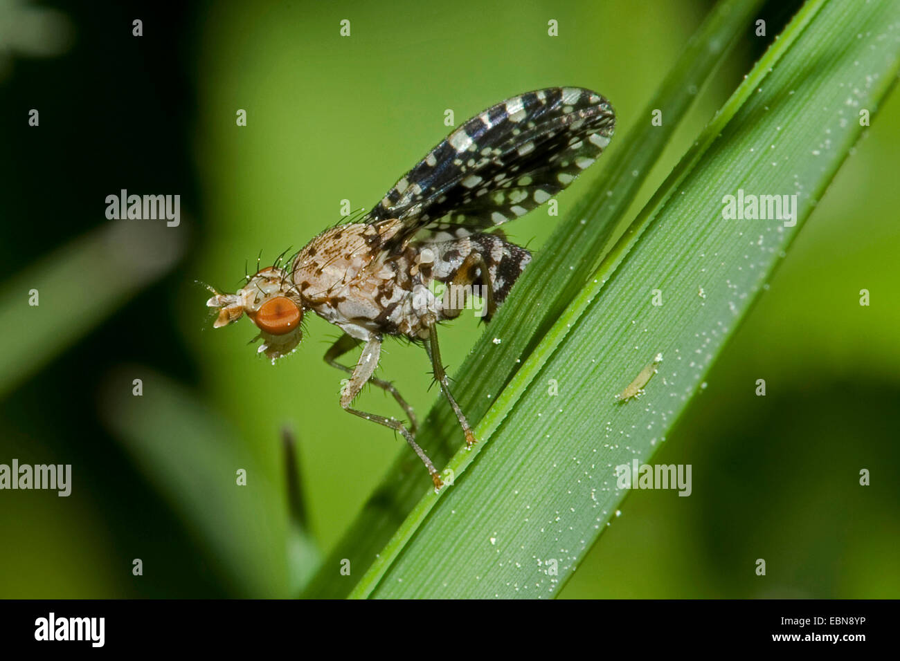 Avvisatore acustico Fly (Trypetoptera punctulata ), seduta su una foglia, Germania Foto Stock