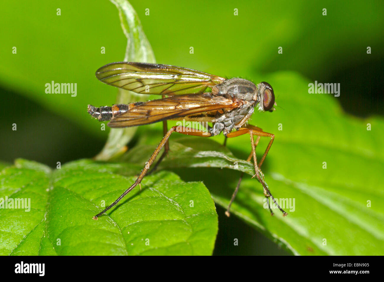Snipe fly (Symphoromyia immaculata), seduta su una foglia, Germania Foto Stock
