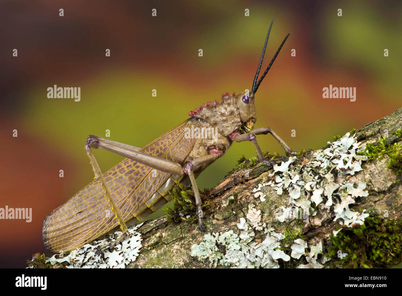 Grasshopper (Phymateus spec.), su un ramo con i licheni Foto Stock