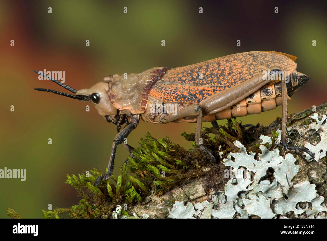 Grasshopper (Phymateus spec.), sul ramo con i licheni Foto Stock