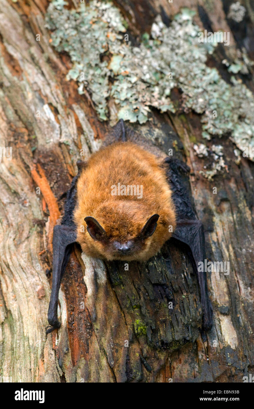 Comune (pipistrelle Pipistrellus pipistrellus), in corrispondenza di un tronco di albero con il lichen, Regno Unito, Scozia, Cairngorms National Park Foto Stock