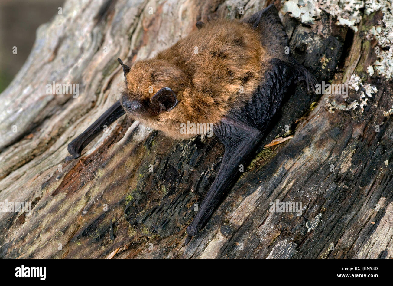 Comune (pipistrelle Pipistrellus pipistrellus), su un tronco di albero strega licheni, Regno Unito, Scozia, Cairngorms National Park Foto Stock
