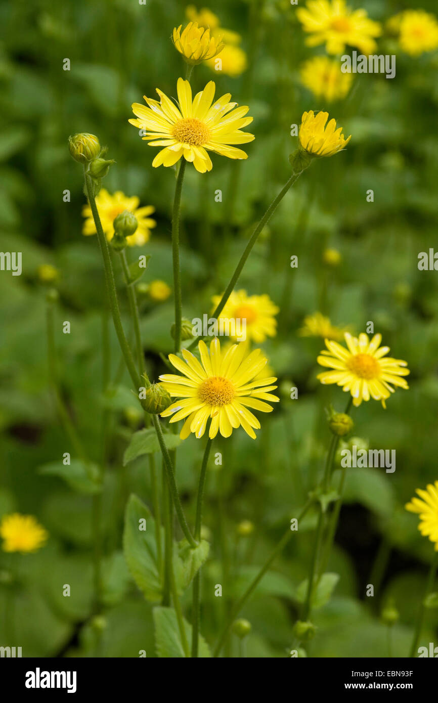 Grande leopard's-bane (Doronicum pardalianches), fioritura, Germania Foto Stock