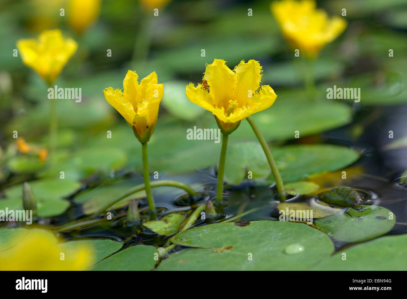 Giallo cuore flottante, frange giglio di acqua (Nymphoides peltata), fiore, Germania Foto Stock