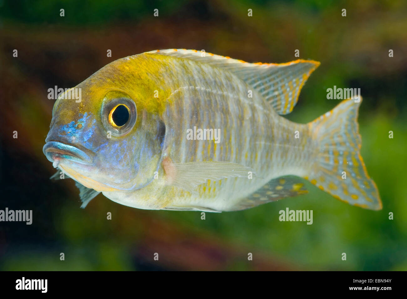 Il Malawi Cichlid (Lethrinops auritus), nuoto Foto Stock