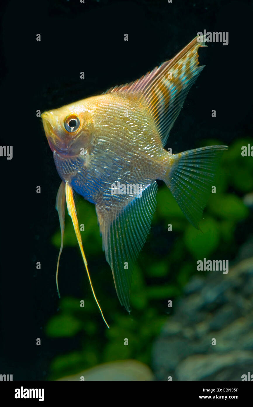 Freshwater angelfish, longfin pesci angelo, nero angelfish, scalare (Pterophyllum scalare), razza rosso-oro diamanti Foto Stock