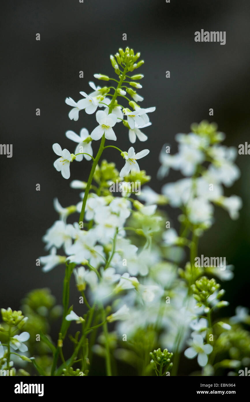 Esecuzione Rock-Cress (Arabis procurrens), fioritura Foto Stock