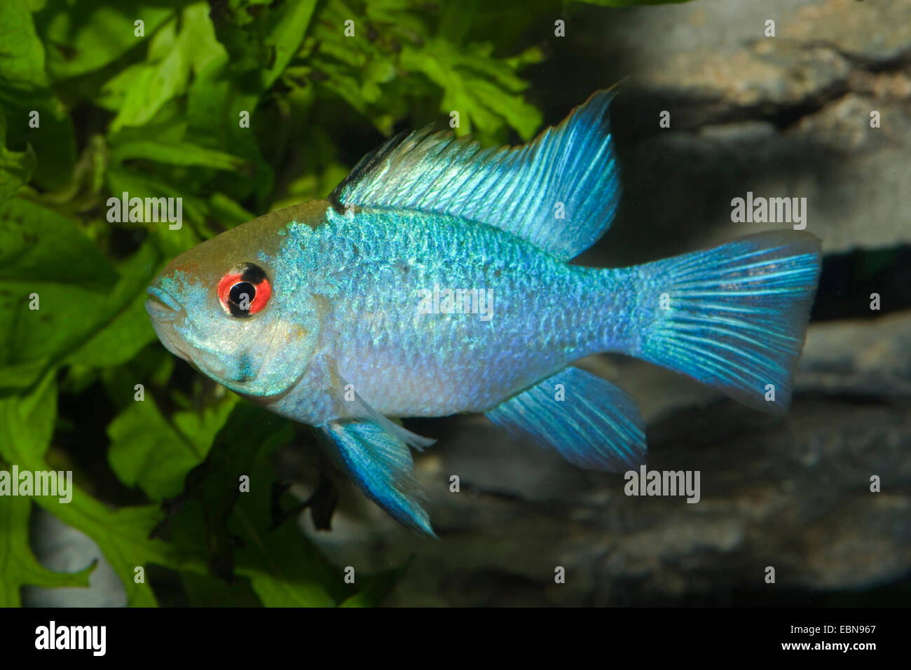 Sud Americana butterfly dwarf Cichlid (Mikrogeophagus ramirezi), razza blu Foto Stock