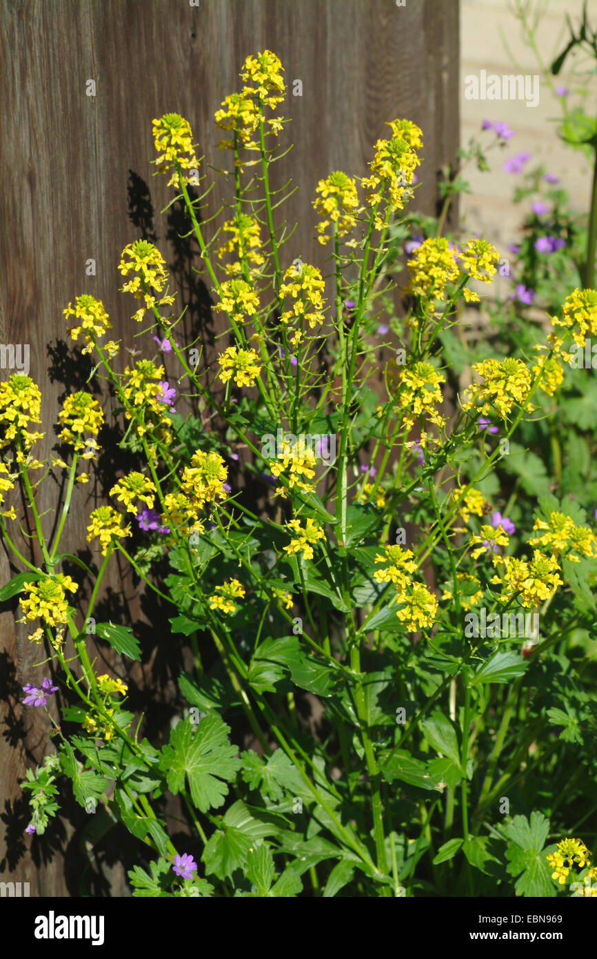 Inverno-crescione, wintercress comune, giardino razzo giallo (Barbarea vulgaris), fioritura, Svizzera Foto Stock