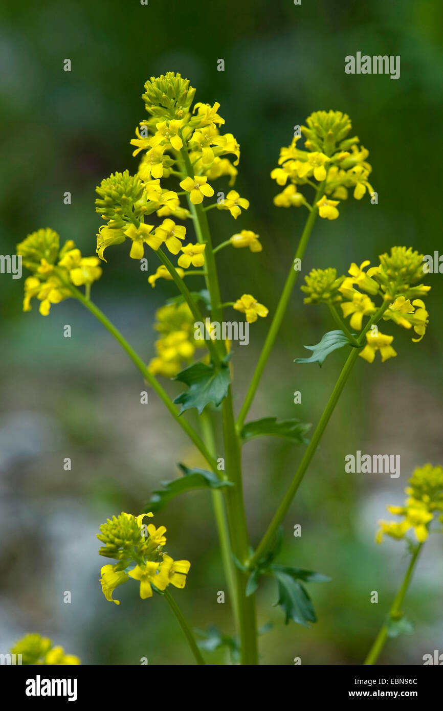 Inverno-crescione, wintercress comune, giardino razzo giallo (Barbarea vulgaris), infiorescenza, Svizzera Foto Stock