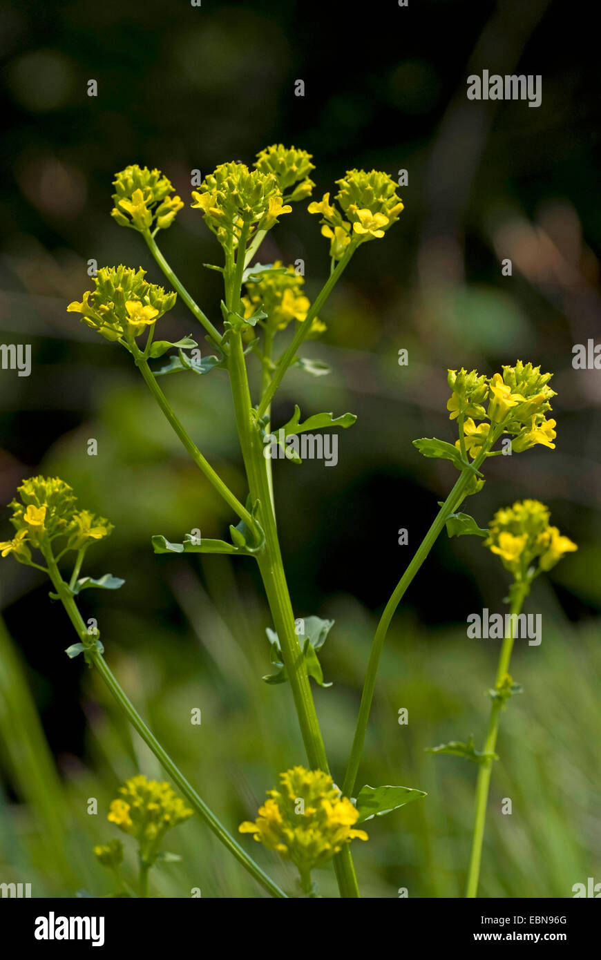 Inverno-crescione, wintercress comune, giardino razzo giallo (Barbarea vulgaris), infiorescenza, Svizzera Foto Stock