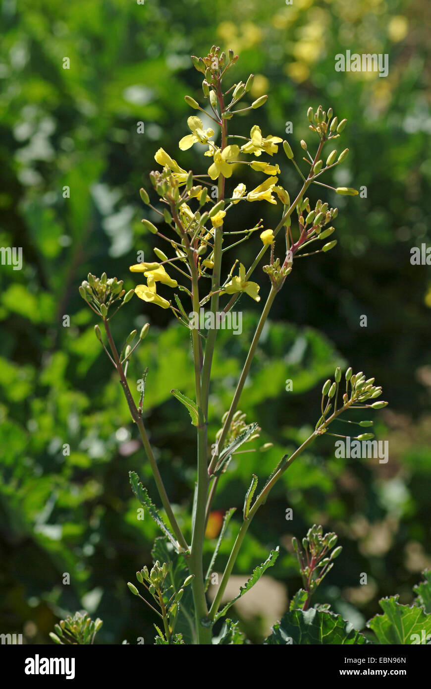 Cavolo selvatico (Brassica oleracea), infiorescenza Foto Stock