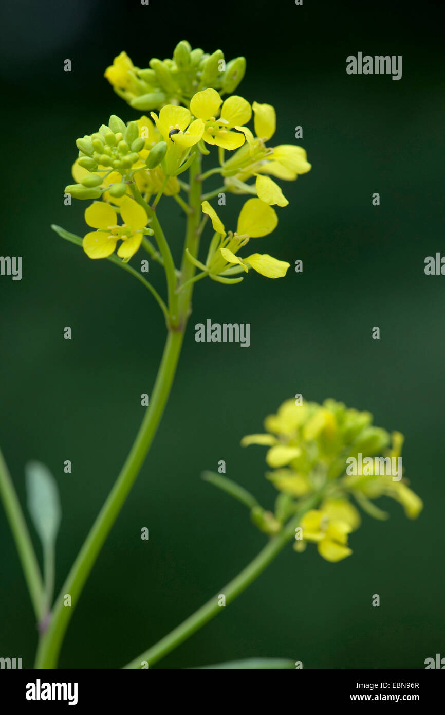 Senape nera (Brassica nigra), fioritura, Germania Foto Stock