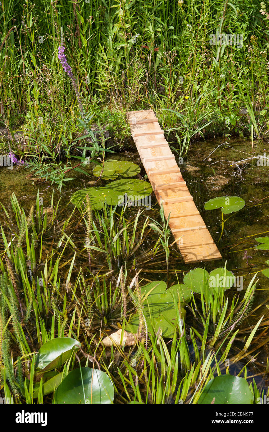 Laghetto in giardino con riccio di arrampicata, possibilità di salvataggio in stagno per ricci e altri animali caduti in acqua, Germania Foto Stock