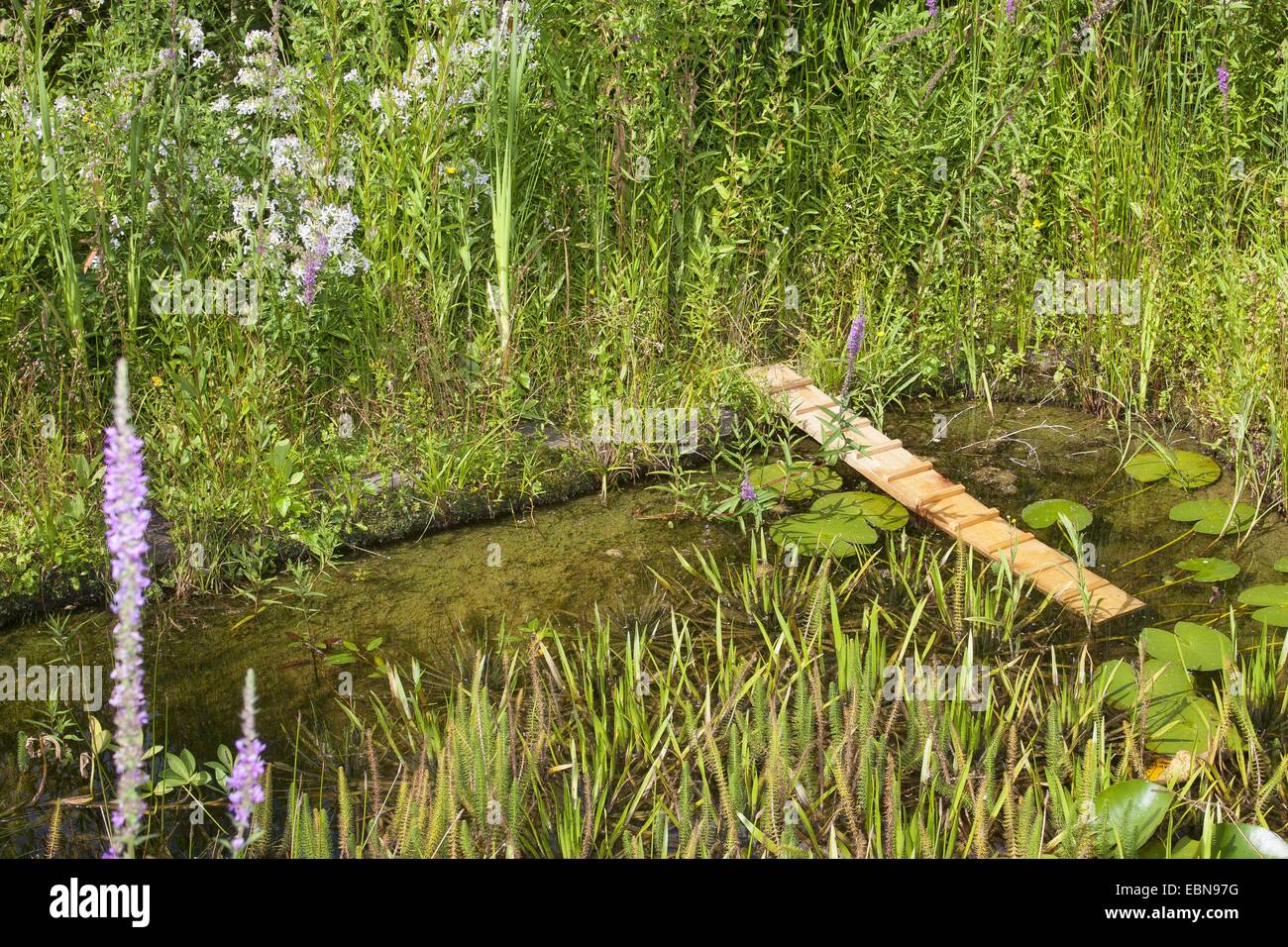 Laghetto in giardino con riccio di arrampicata, possibilità di salvataggio in stagno per ricci e altri animali caduti in acqua, Germania Foto Stock