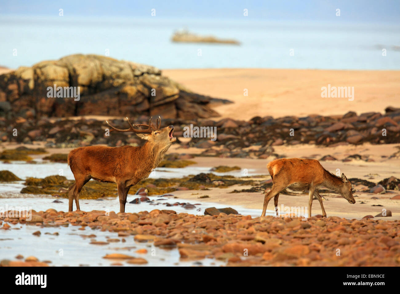 Il cervo (Cervus elaphus), rumoreggianti feste di addio al celibato e hind al litorale, Regno Unito, Scozia, Isola di Rum, Kilmory Foto Stock
