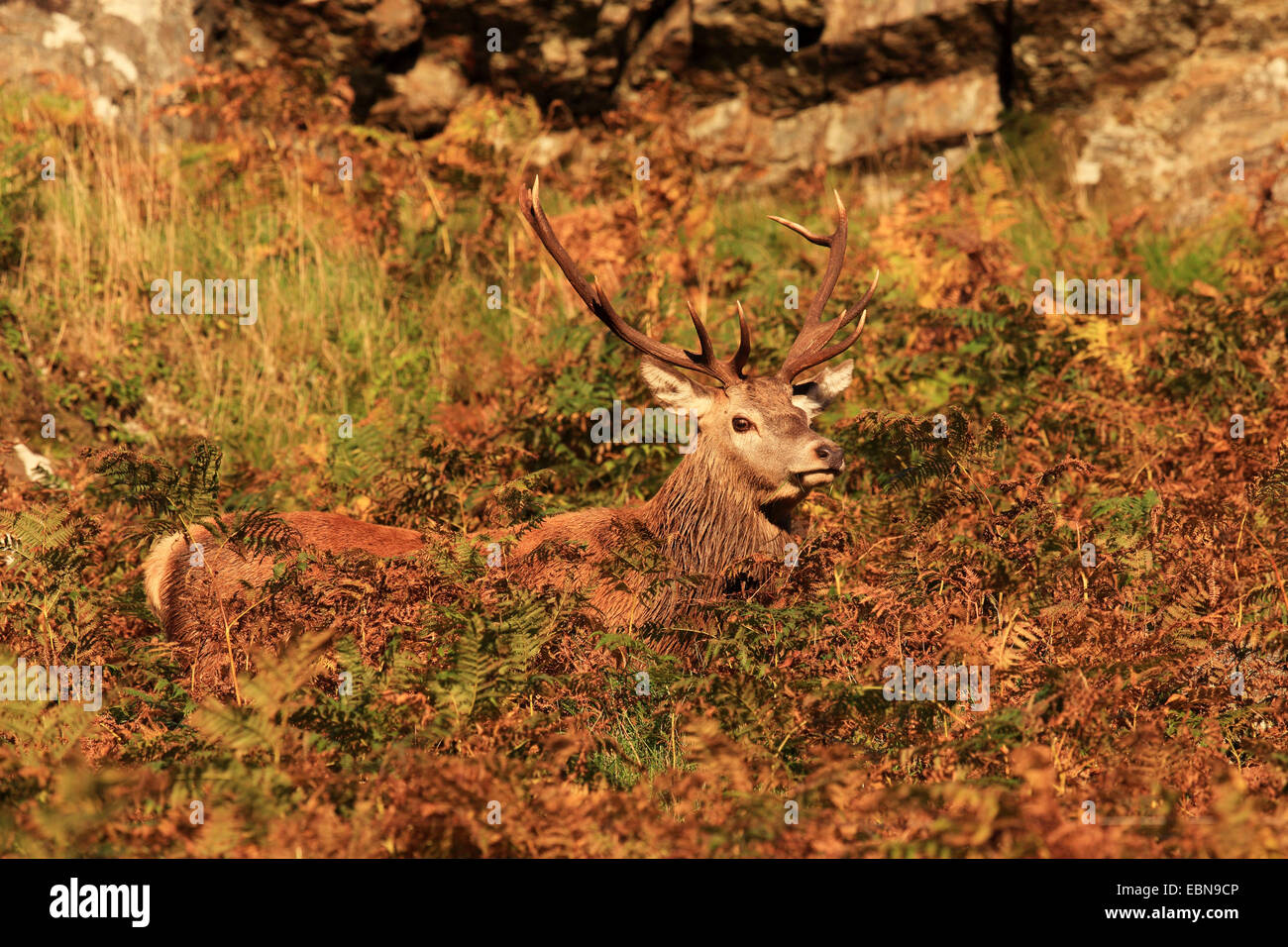 Il cervo (Cervus elaphus), in piedi autumnally felce, Regno Unito, Scozia, Northwest Highlands, Ichnadamph Foto Stock
