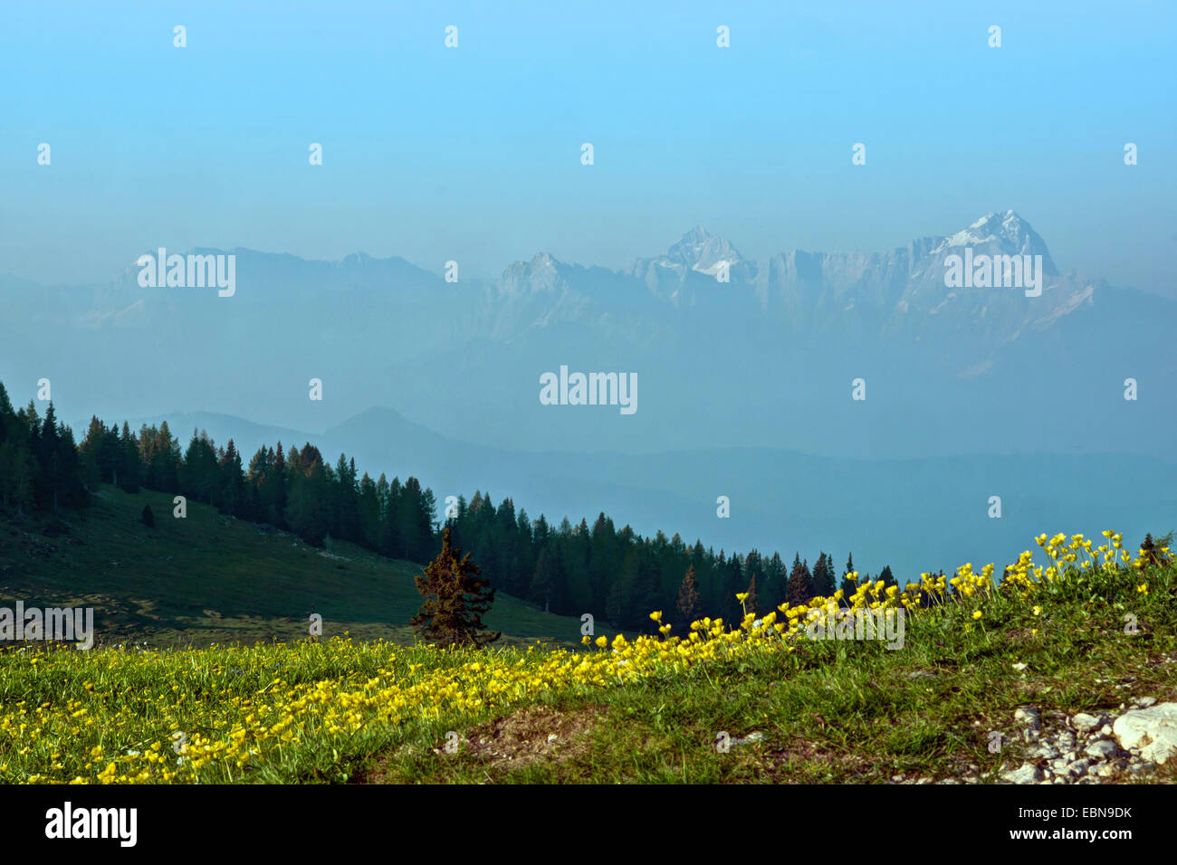 (Crowfoot Ranunculus spec.), vista da Dobratsch per le Alpi Carniche in mattina umido, Austria, Kaernten, Dobratsch Foto Stock