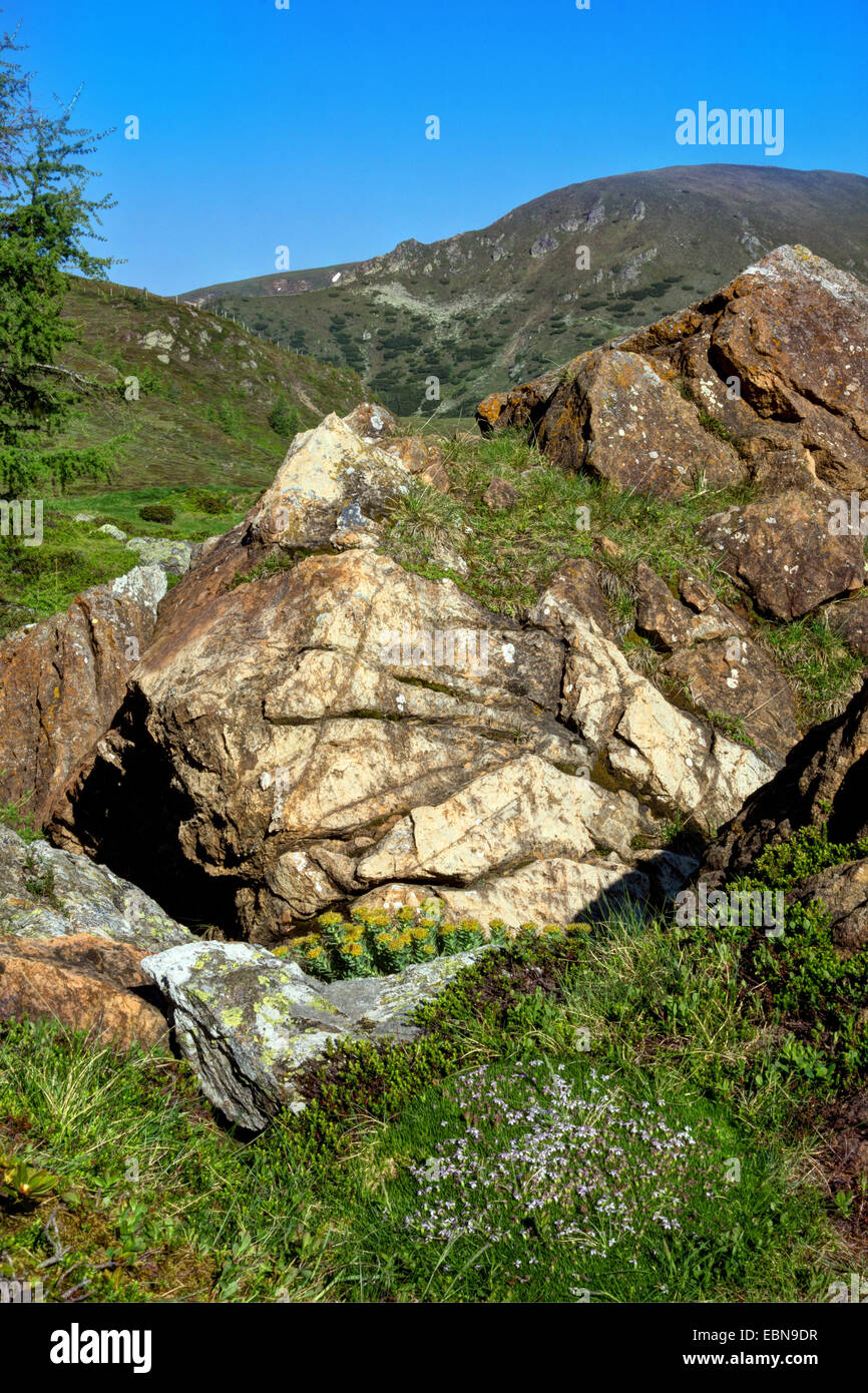 Roccia con rose root e moss campion, Austria, Kaernten, Parco Nazionale Nockberge Foto Stock