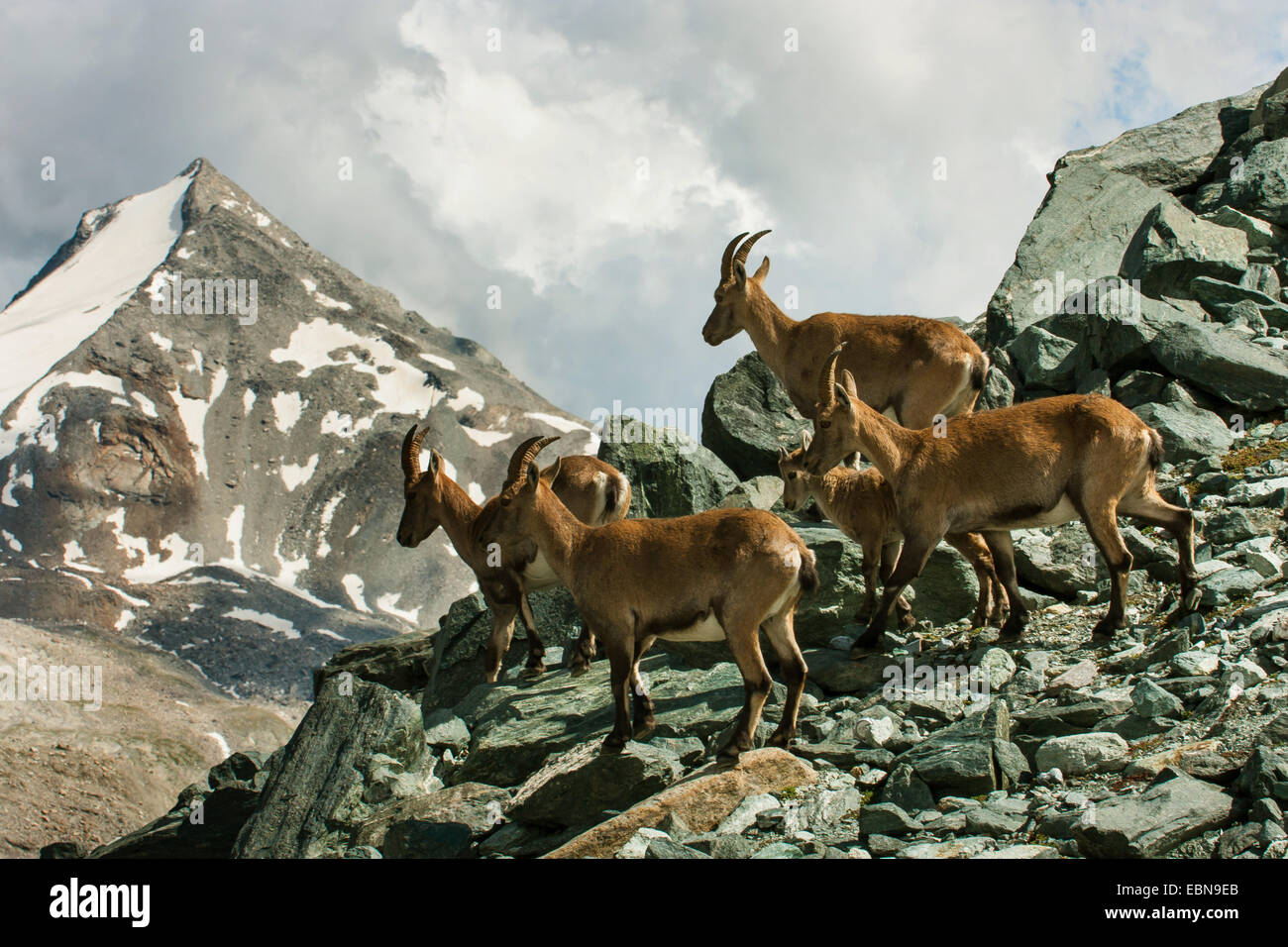 Stambecco delle Alpi (Capra ibex, Capra ibex ibex), pack femminile di stambecchi nel paesaggio di montagna, Svizzera Vallese, Saas Fee Foto Stock