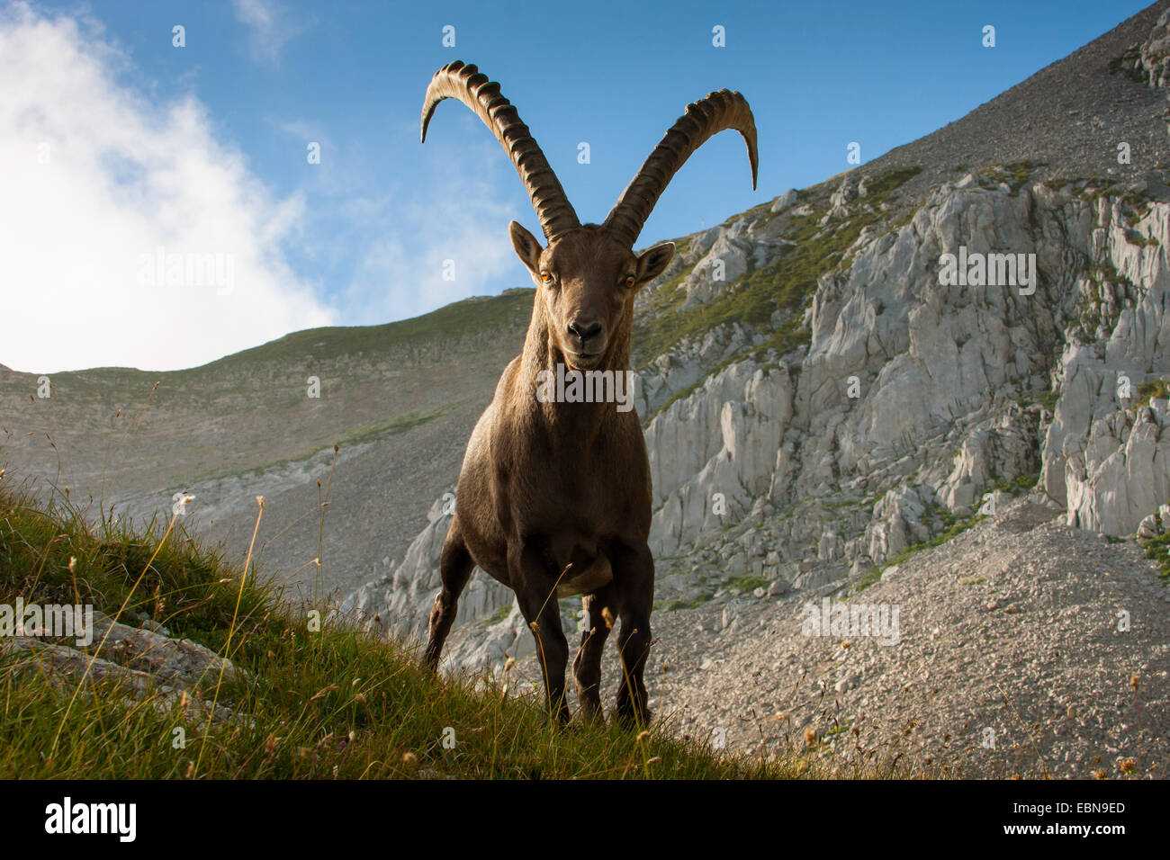 Stambecco delle Alpi (Capra ibex, Capra ibex ibex), maschio in prato alpino, Svizzera, Alpstein, Saentis Foto Stock
