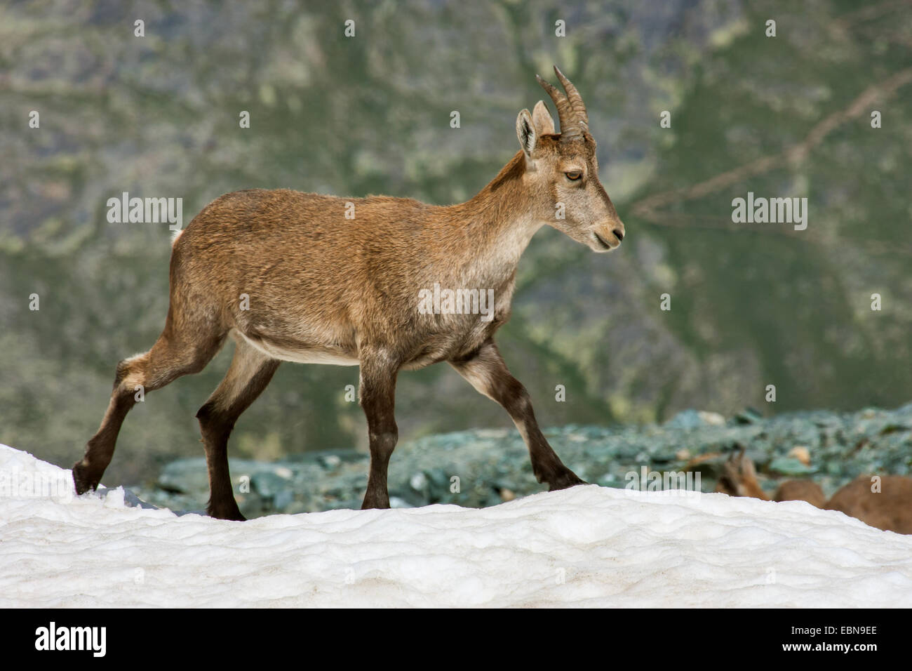 Stambecco delle Alpi (Capra ibex, Capra ibex ibex), giovani ibex attraversando il campo di neve, Svizzera Vallese, Saas Fee Foto Stock