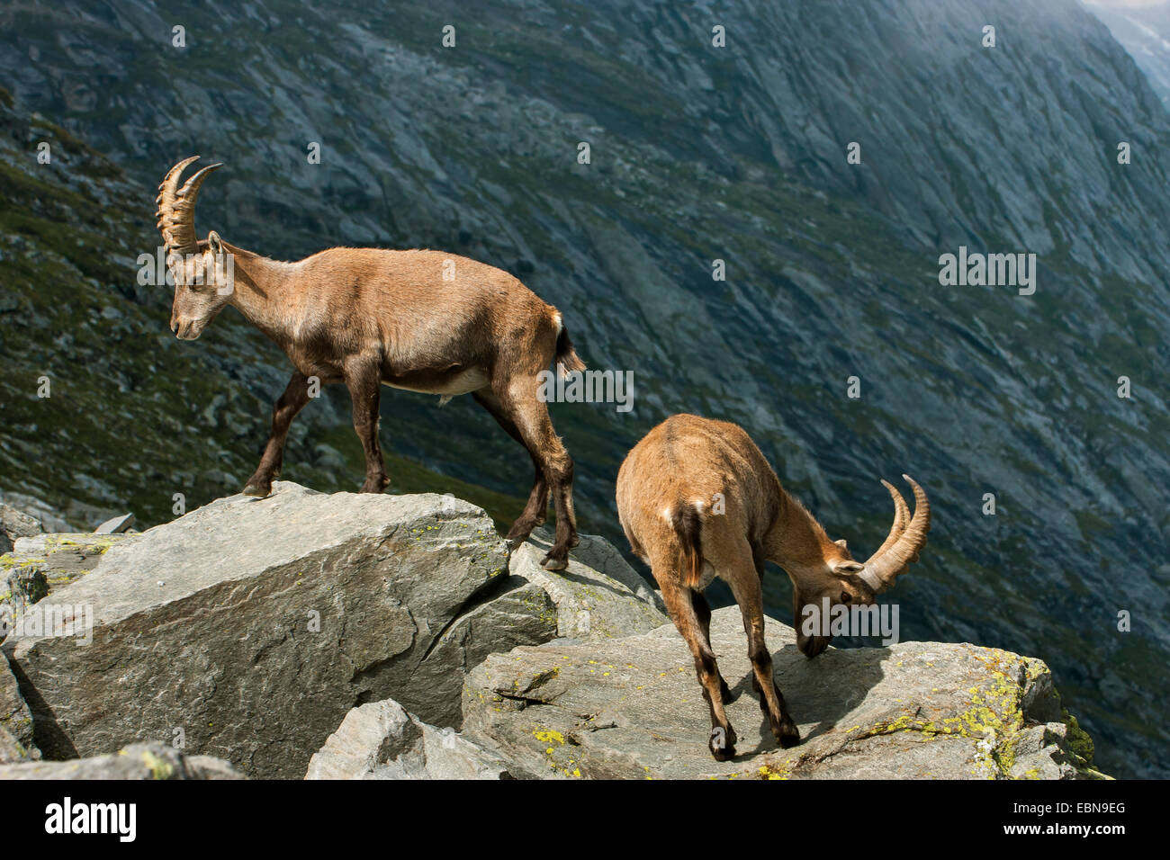 Stambecco delle Alpi (Capra ibex, Capra ibex ibex), Due stambecchi sui massi, Svizzera Vallese, Saas Fee Foto Stock