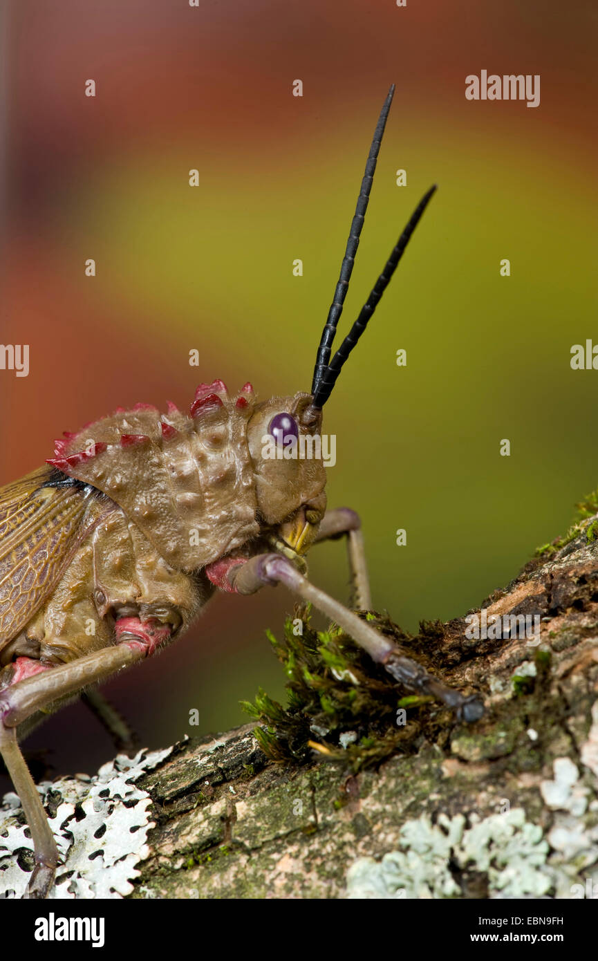 Grasshopper (Phymateus spec.), ritratto Foto Stock