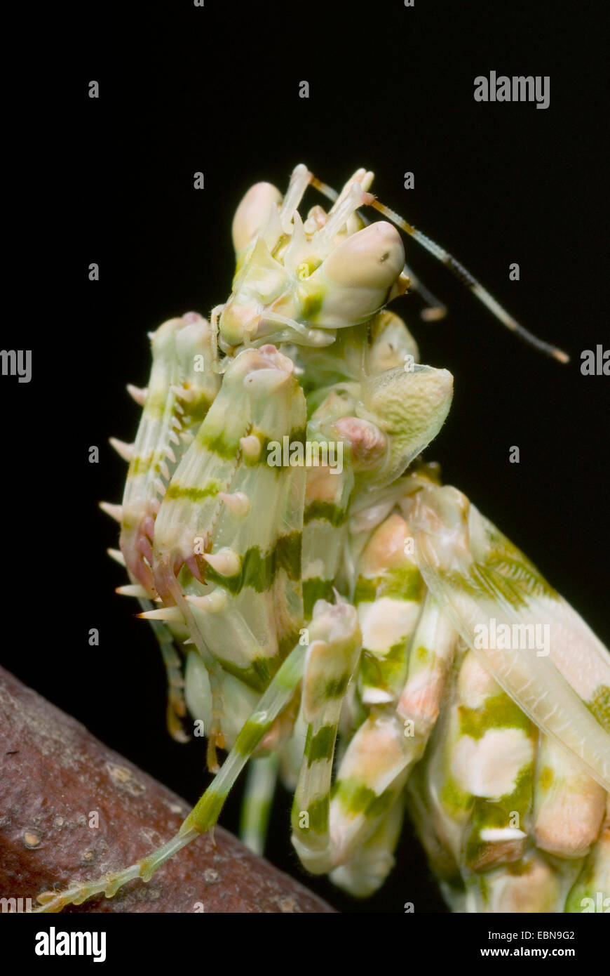 Wahlbergi del fiore spinoso Mantis, Wahlbergis fiore spinoso Mantis (Pseudocreobotra wahlbergi), ritratto Foto Stock