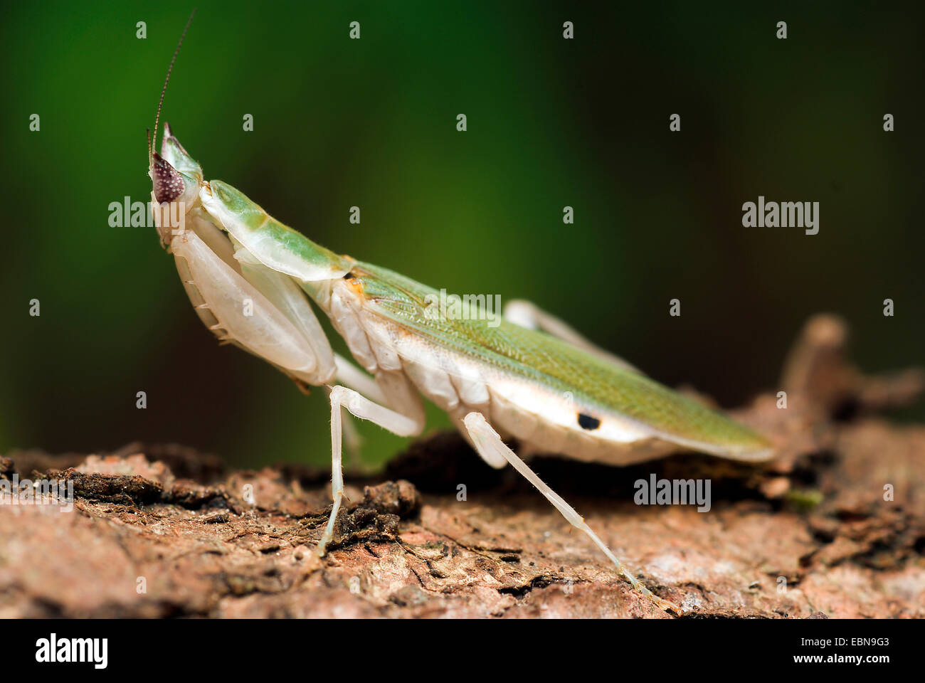 Avvistato gambiana-eye Flower Mantis (Pseudoharpax virescens), femmina Foto Stock