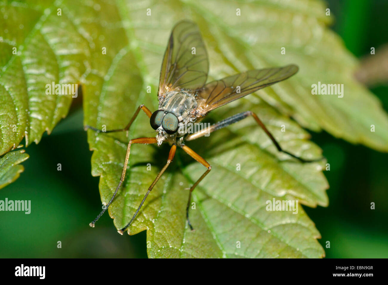 Blackfooted beccaccino Fly (Rhagio vitripennis), seduta su una foglia, Germania Foto Stock