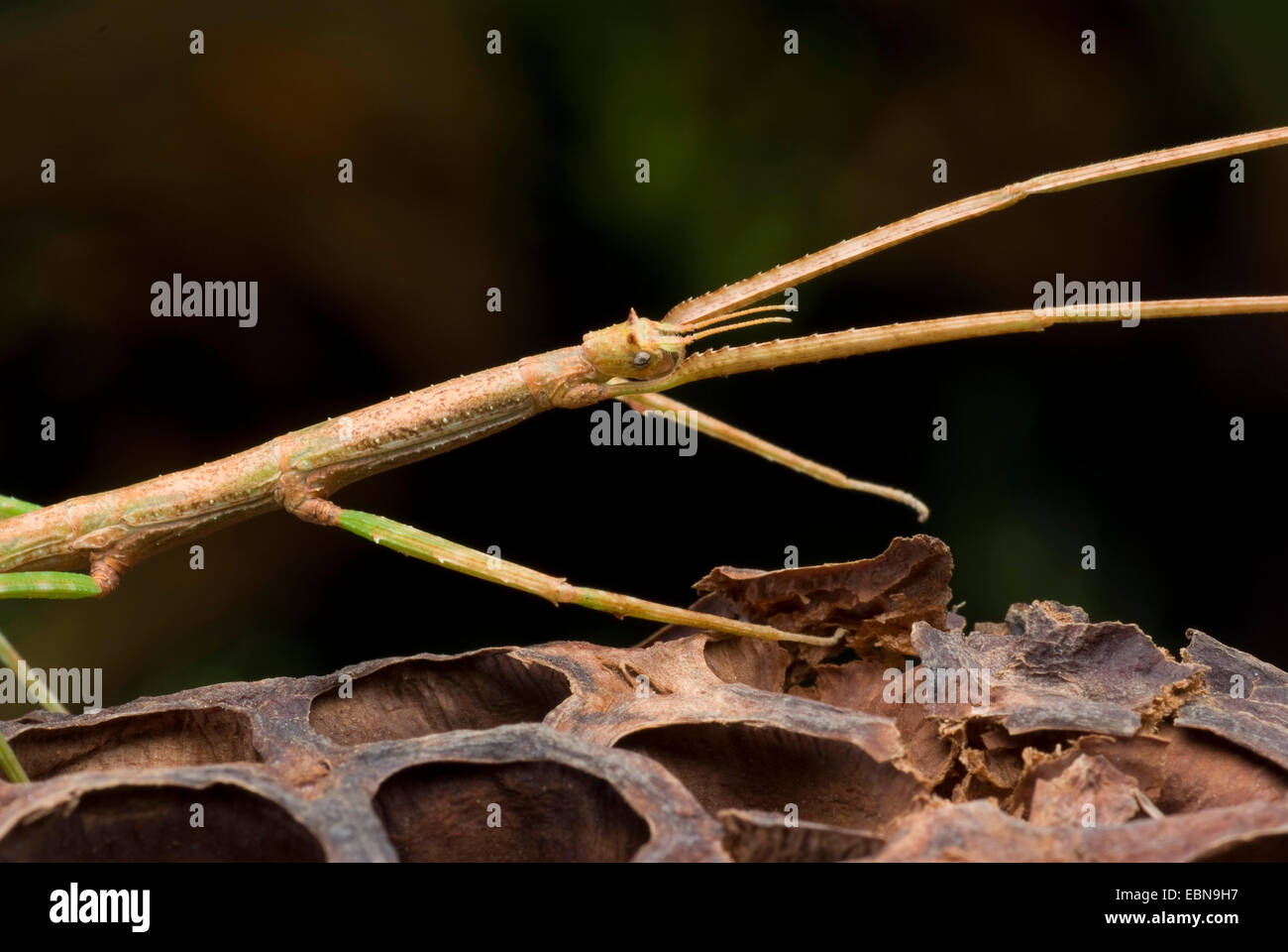 Stick vietnamita Bug (Ramulus Artemis, Baculum artemis), su una nave di sementi Foto Stock