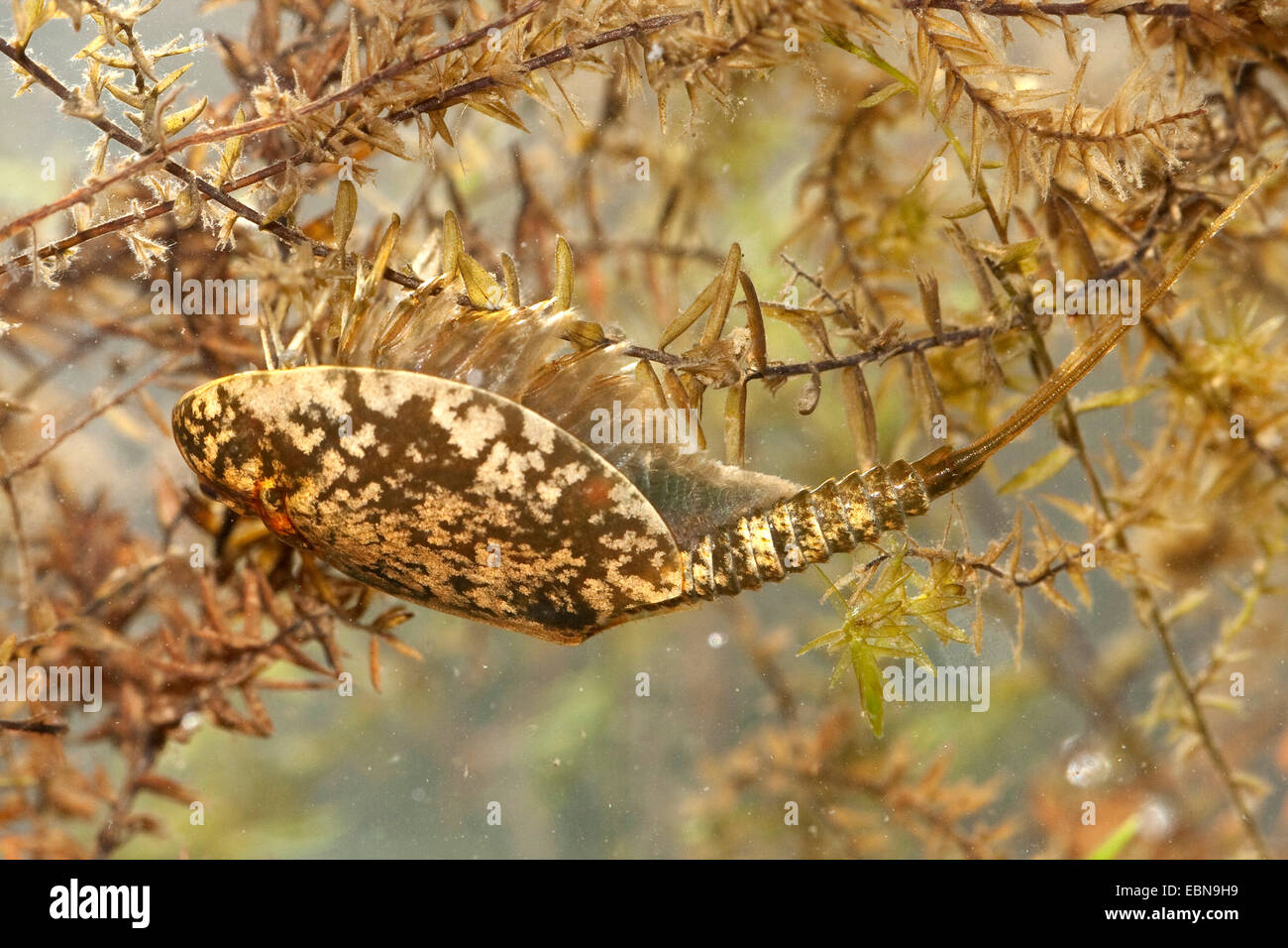 Tadpole gamberetti (Lepidurus arcticus), alimentazione di acqua di MOSS, Norvegia Isole Svalbard, Longyearbyen Foto Stock