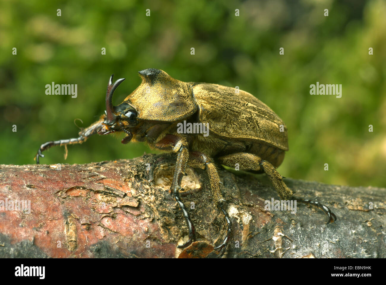 Pfeiffer di scarabeo rinoceronte, Pfeiffer's cornuto beetle (Trypoxylus pfeifferi, Allomyrina pfeifferi), maschio, vista da vicino Foto Stock