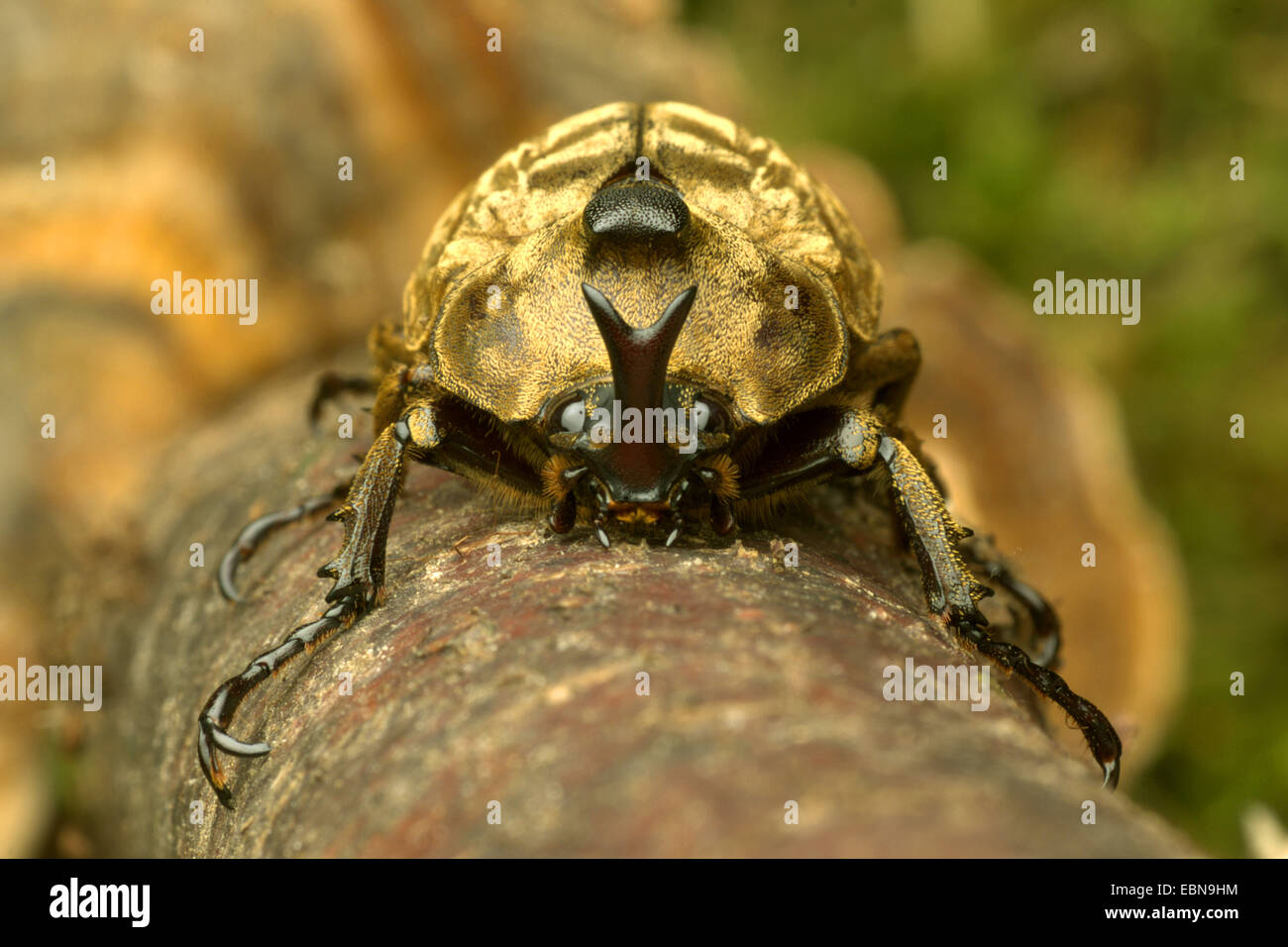 Pfeiffer di scarabeo rinoceronte, Pfeiffer's cornuto beetle (Trypoxylus pfeifferi, Allomyrina pfeifferi), vista frontale Foto Stock