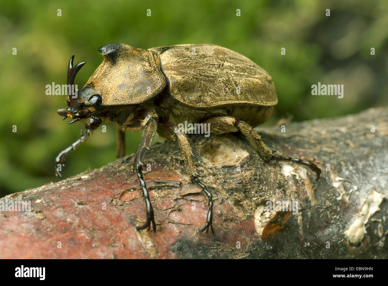 Pfeiffer di scarabeo rinoceronte, Pfeiffer's cornuto beetle (Trypoxylus pfeifferi, Allomyrina pfeifferi), maschio, vista da vicino Foto Stock