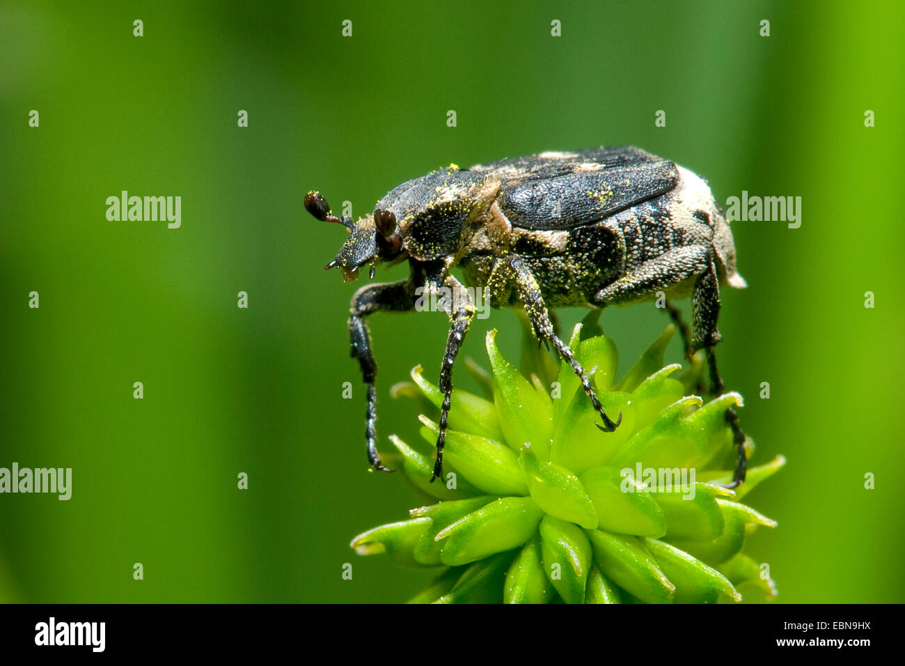 Scarabeo scarabeo, Dung Beetle (valgo hemipterus), su infructescence Foto Stock