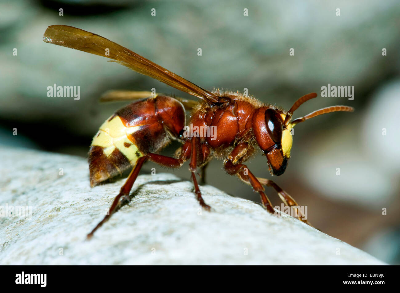 Oriental hornet (Vespa orientalis), vista laterale Foto Stock