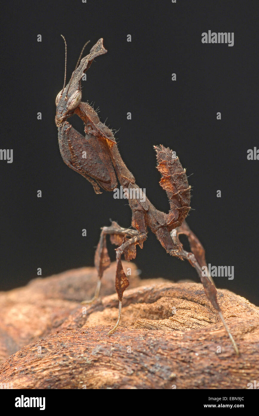 Ghost manti (Phyllocrania paradoxa), femmina su un ramo Foto Stock