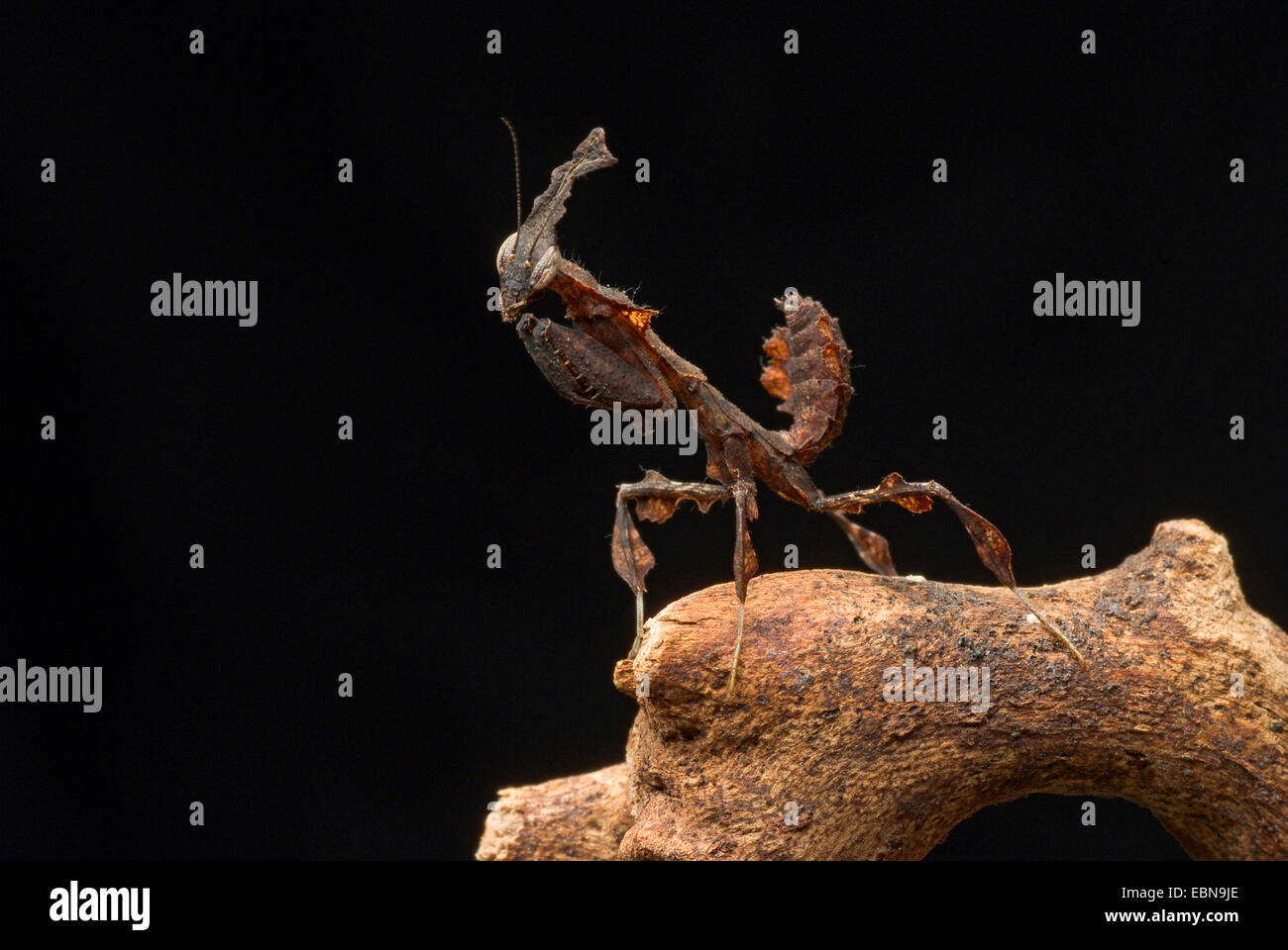 Ghost manti (Phyllocrania paradoxa), su un ramo Foto Stock